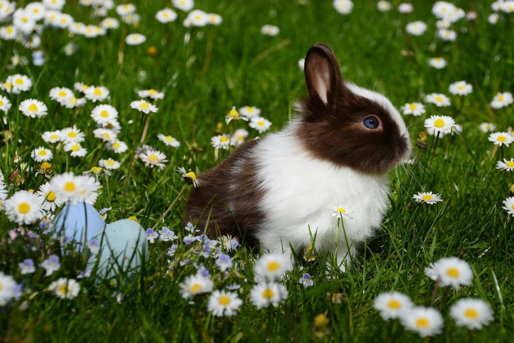 White and Brown Rabbit on Green Grass Field